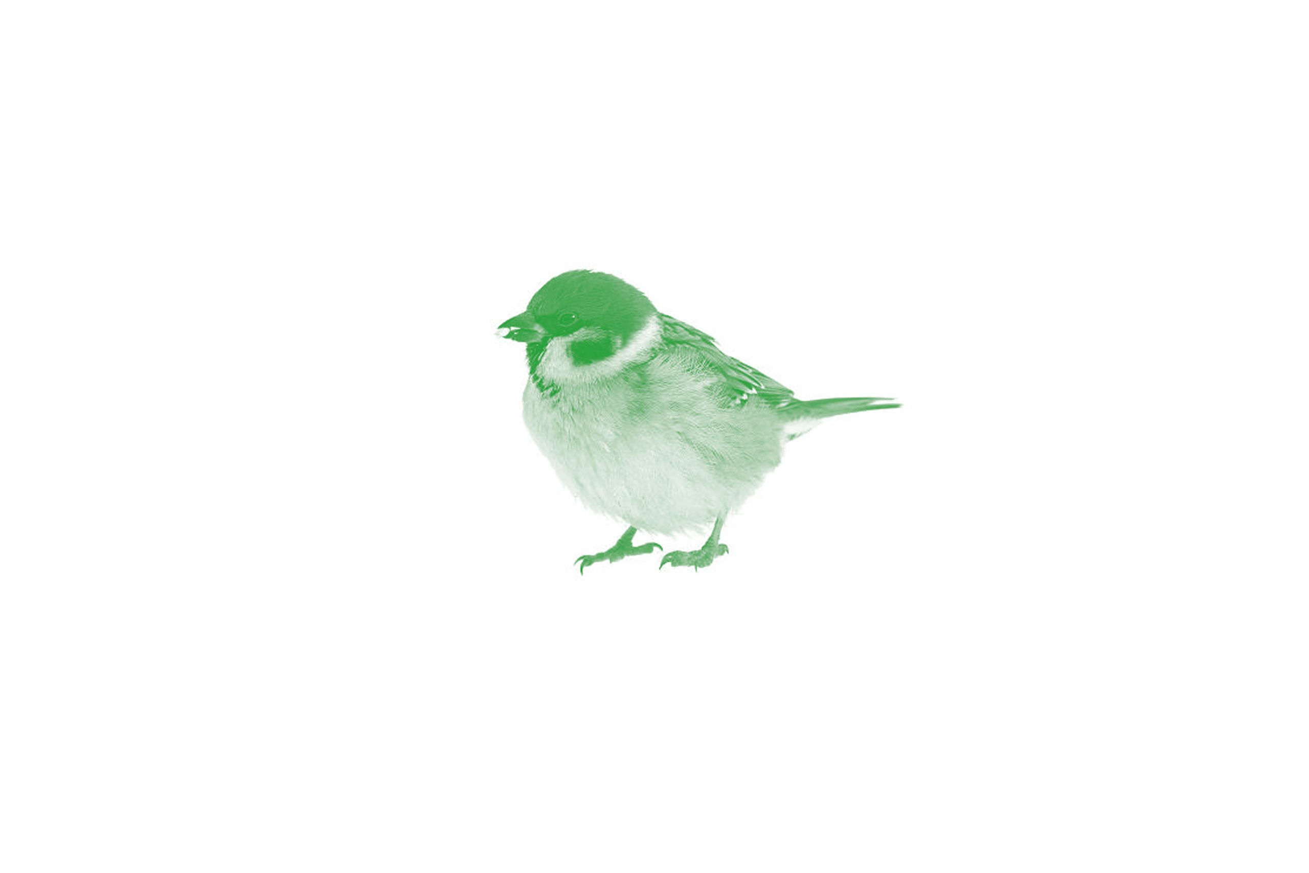 Spatz