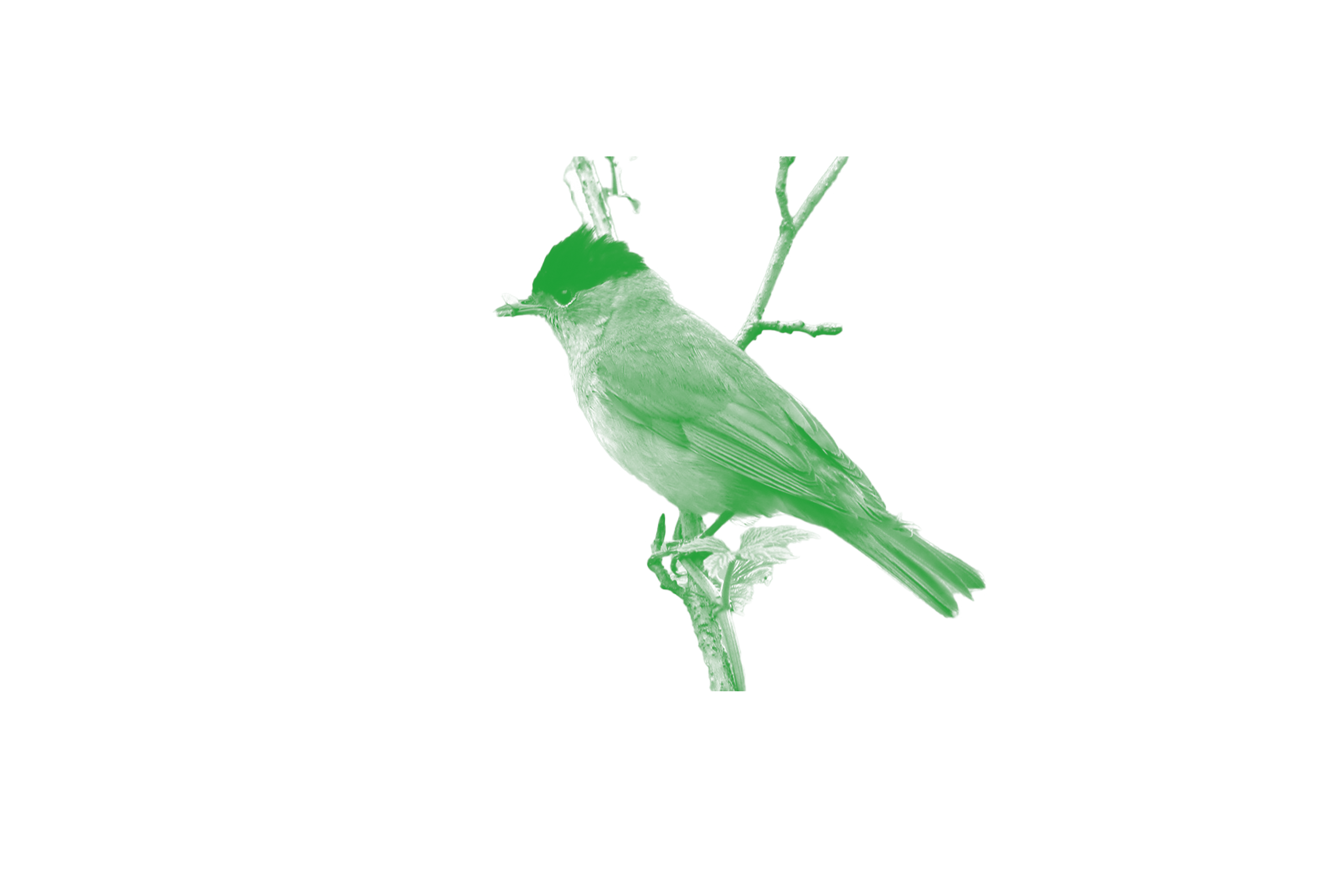 Mönchsgrasmücke (Zugvogel)