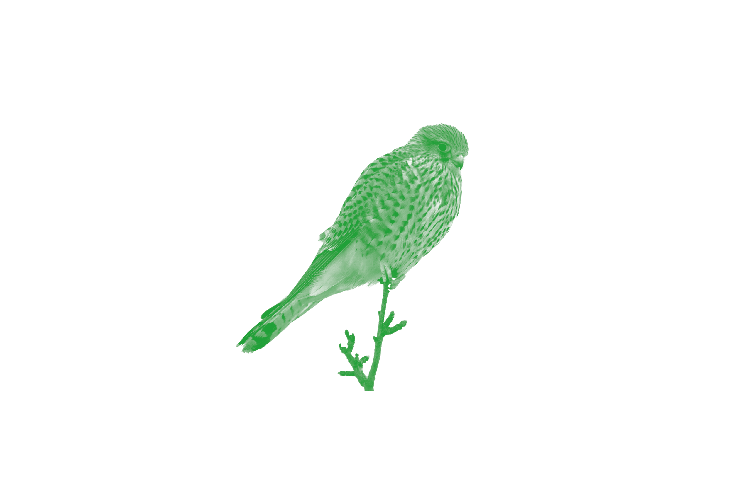 Turmfalke