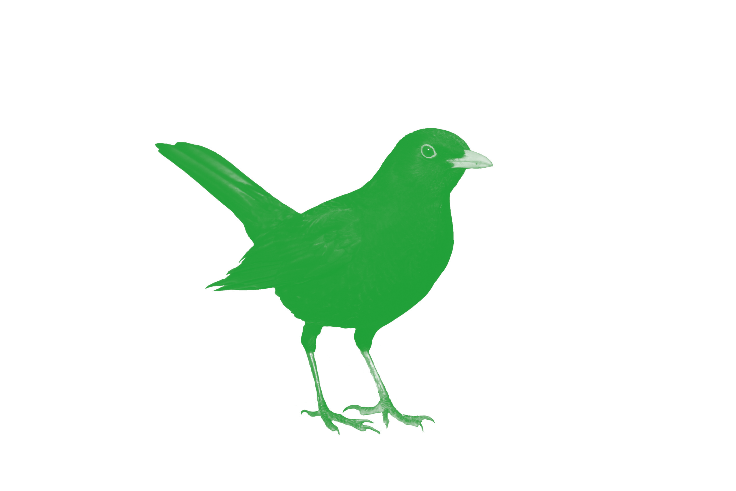 Amsel